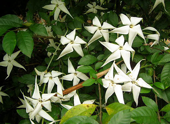 رندیا فورموسا